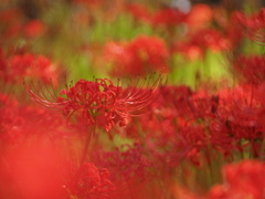 彼岸花