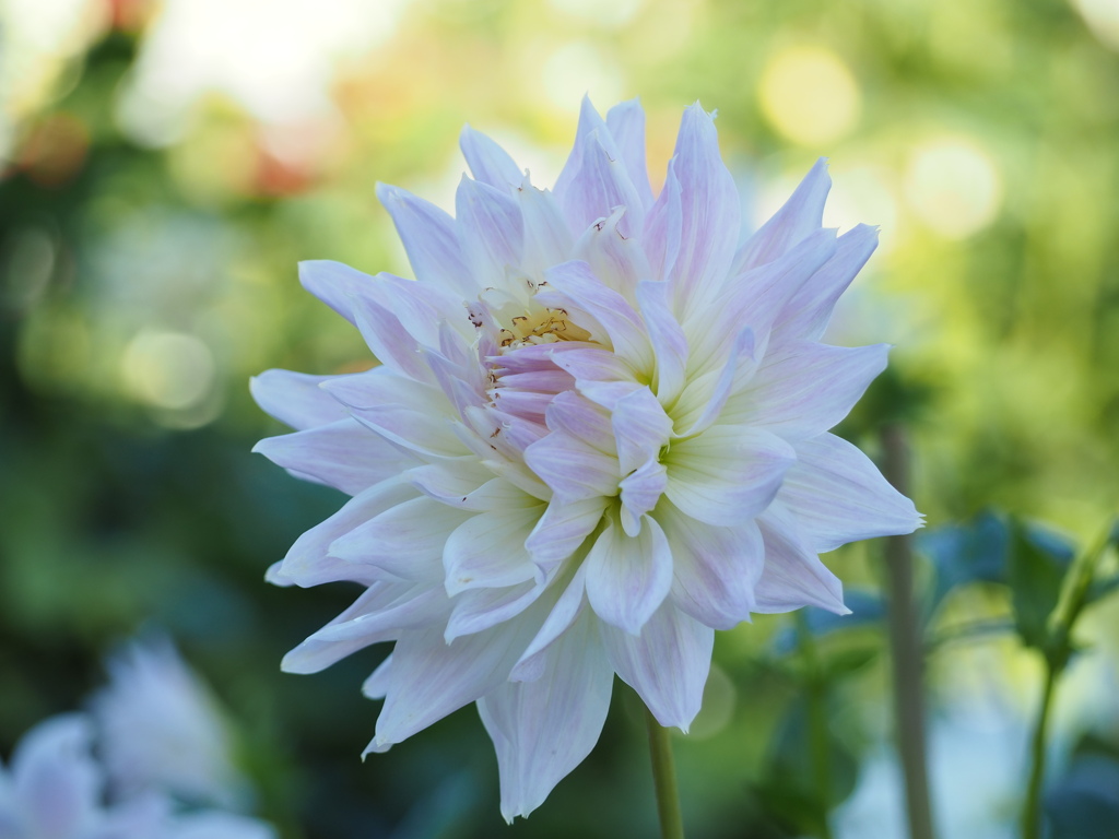 ダリア　薄紅色の