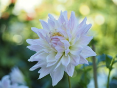 ダリア　薄紅色の