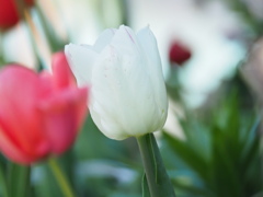 チューリップ