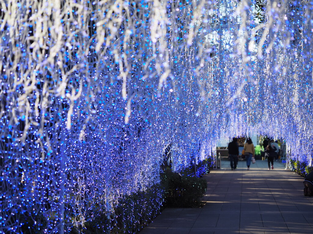 鬼が嫌う藤の花