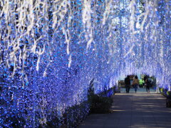鬼が嫌う藤の花