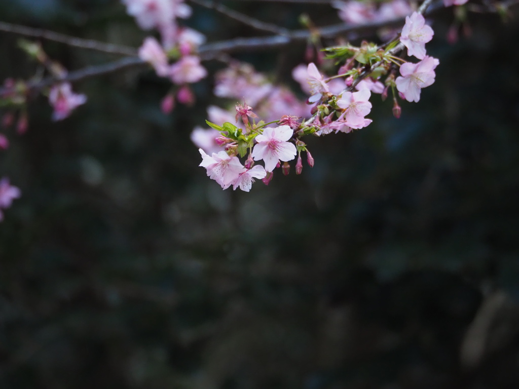 河津桜