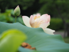 蓮の花