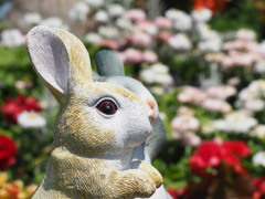 ウサギのいる草原