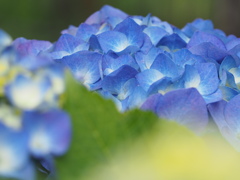 紫陽花
