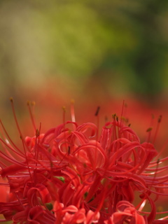 彼岸花