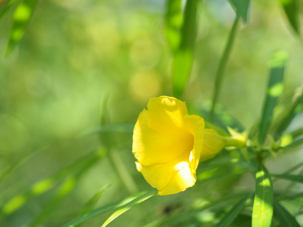 熱帯の花