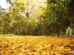 銀杏の森