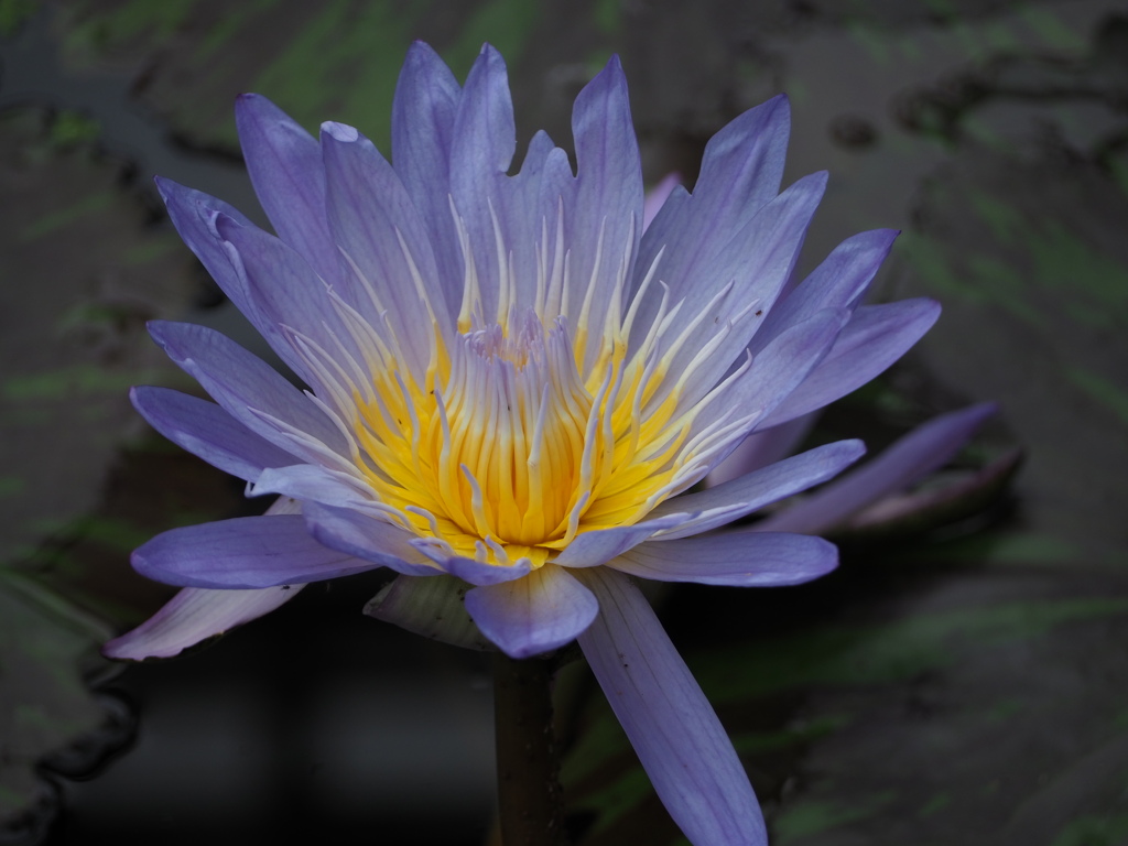 紫花
