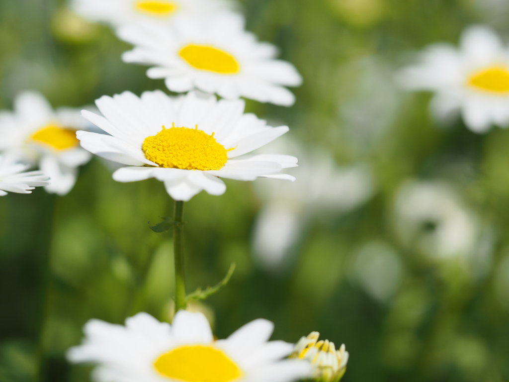小さな花が咲いたよ