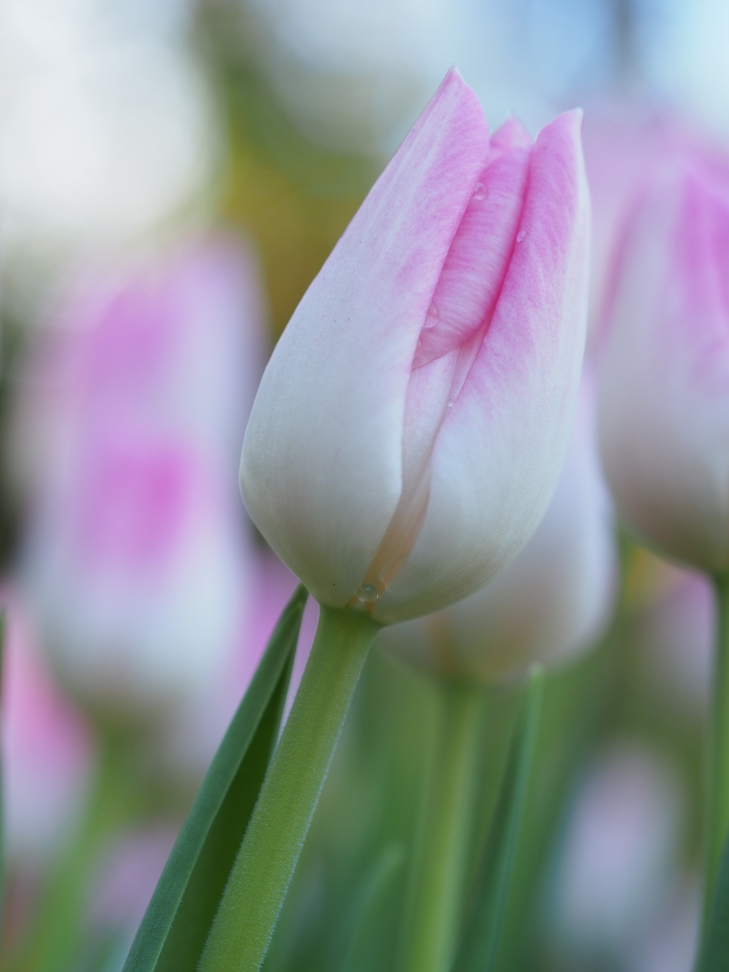 アイスチューリップ