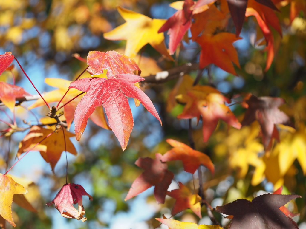 紅葉