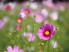 コスモス
