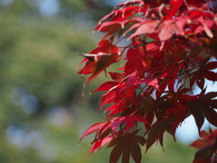紅葉