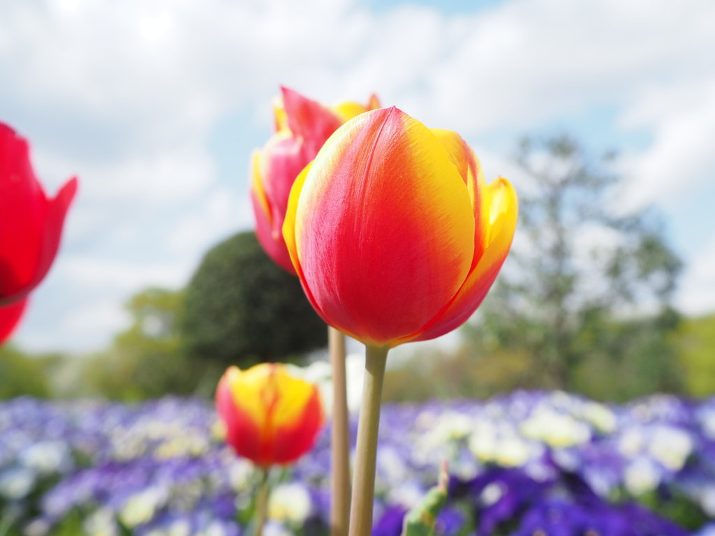 かくれんぼしましょ