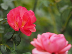 顔と顔を会わせて