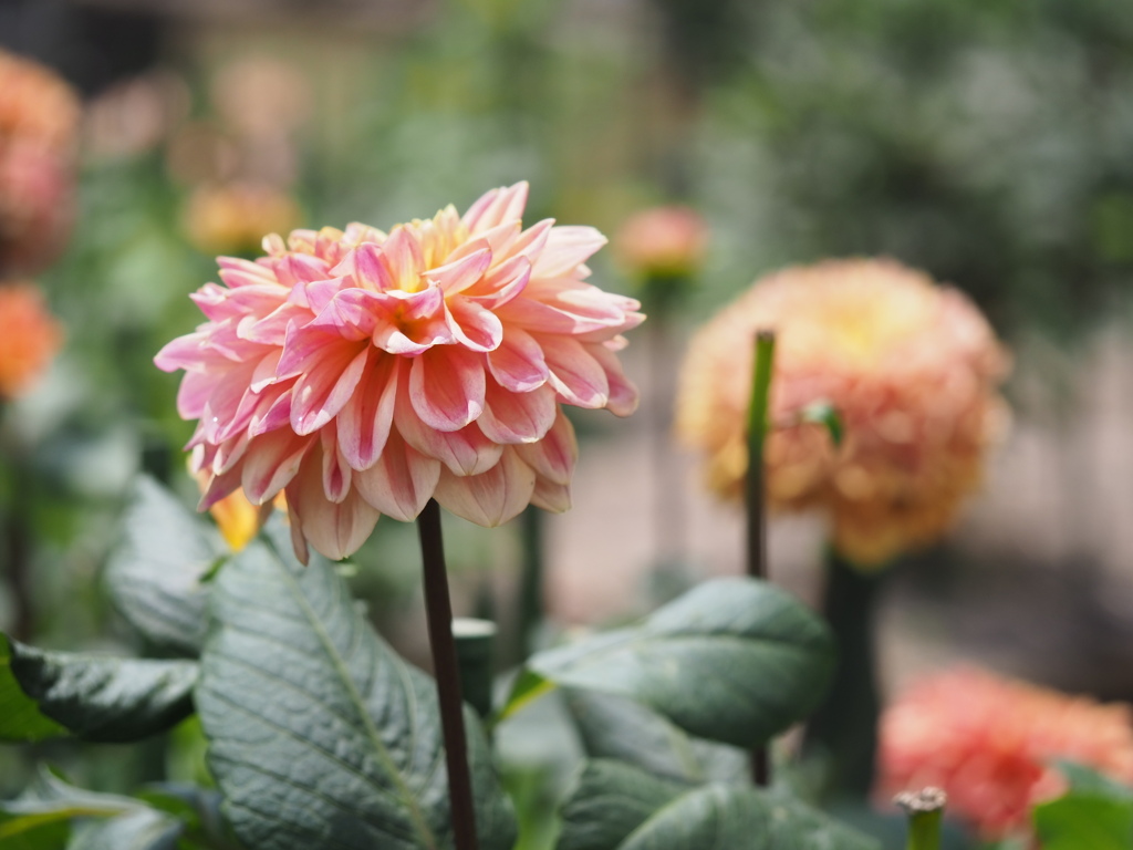 オレンジサンシャイン