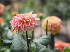 オレンジサンシャイン