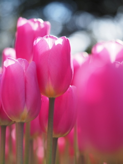 イルドフランス