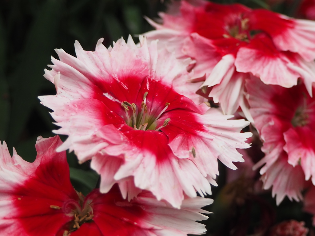 グラデーション