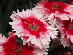 グラデーション