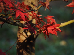 紅葉