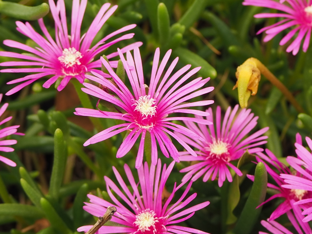 昼のマツノハキク