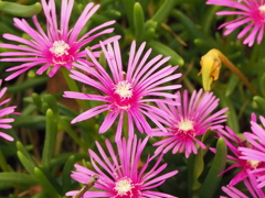 昼のマツノハキク