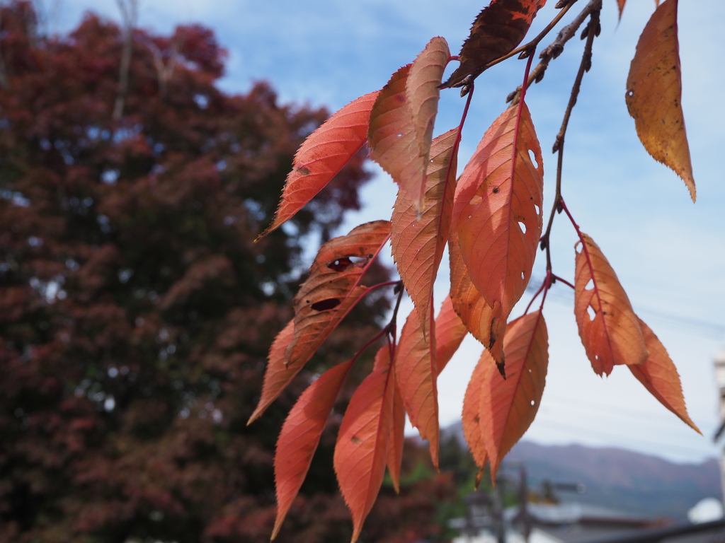 手前の秋と後ろの秋