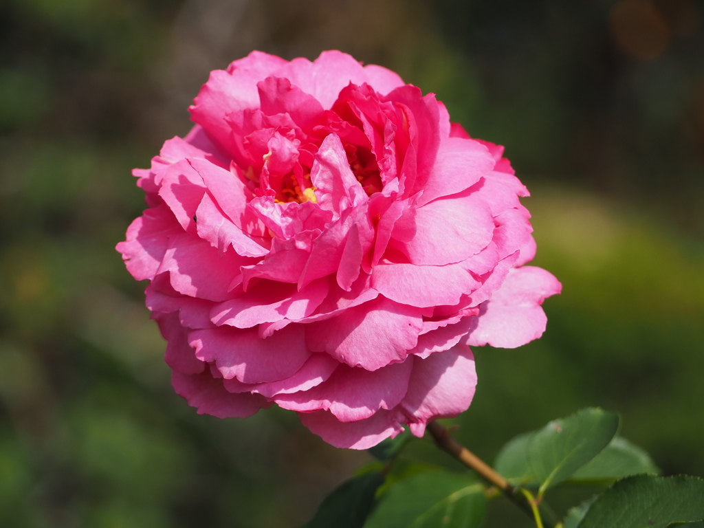 イブ　ピアッツ