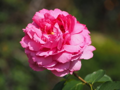 イブ　ピアッツ