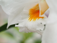 デンドロビウム