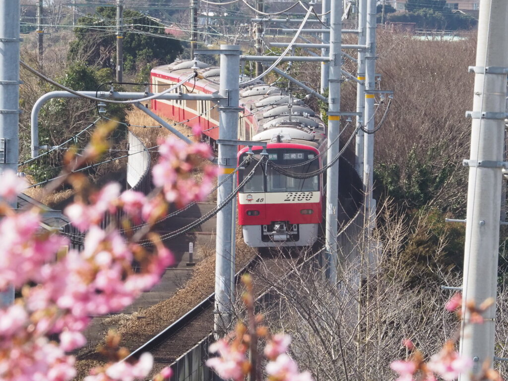 桜に向かって