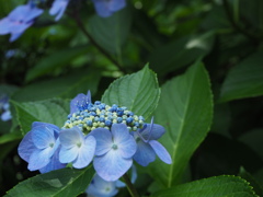 紫陽花