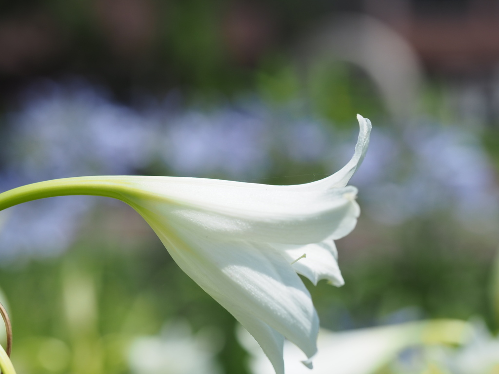 インドハマユウ