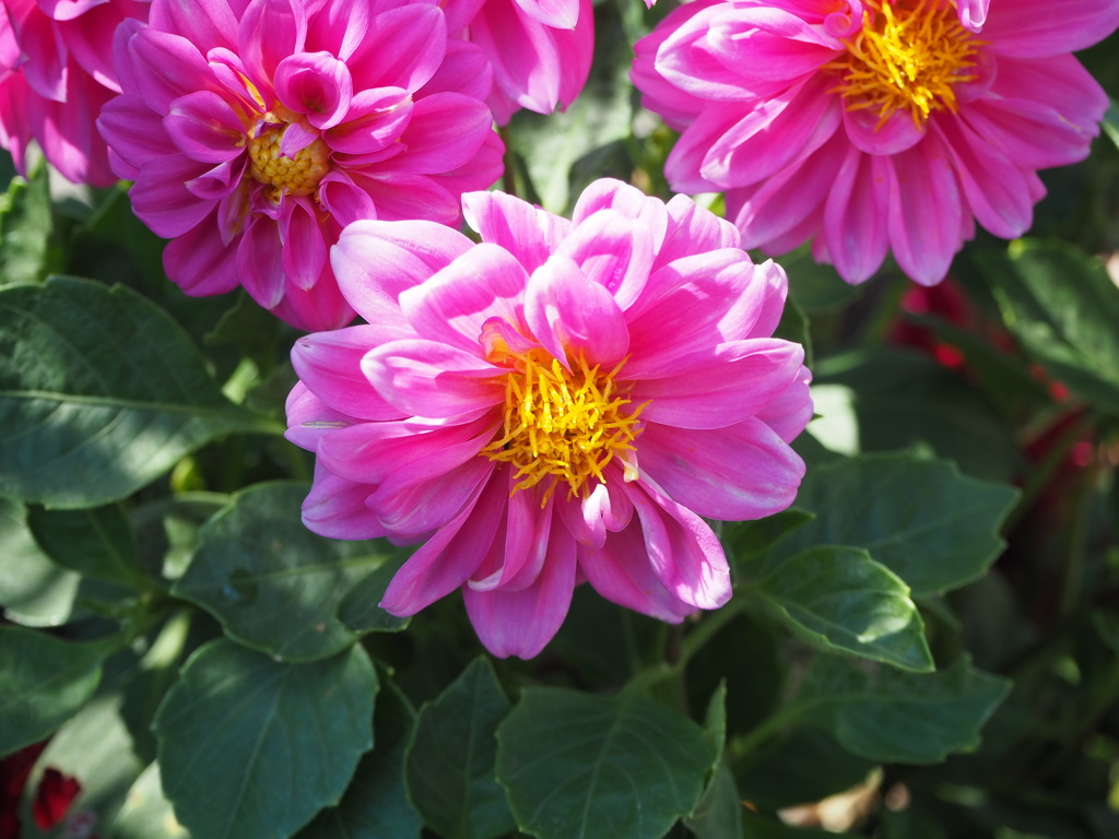 庭先を華やかに