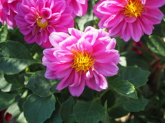 庭先を華やかに