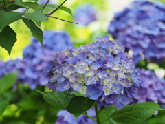 紫陽花