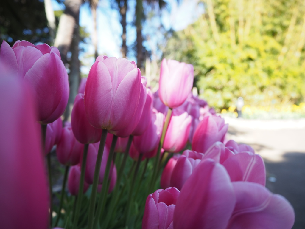 アイスチューリップ