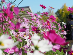 コスモス