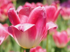 チューリップ