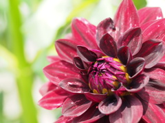 ブラックムーン