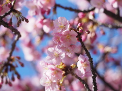 河津桜