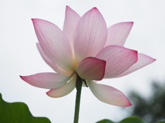 蓮の花