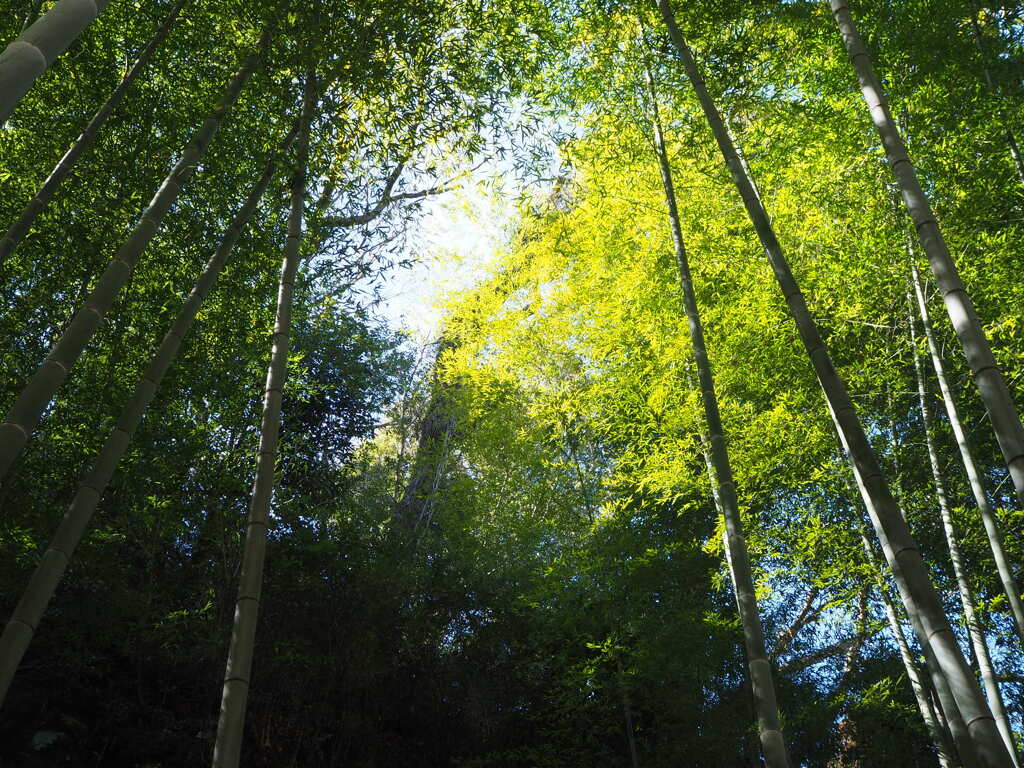 日差しの通る道