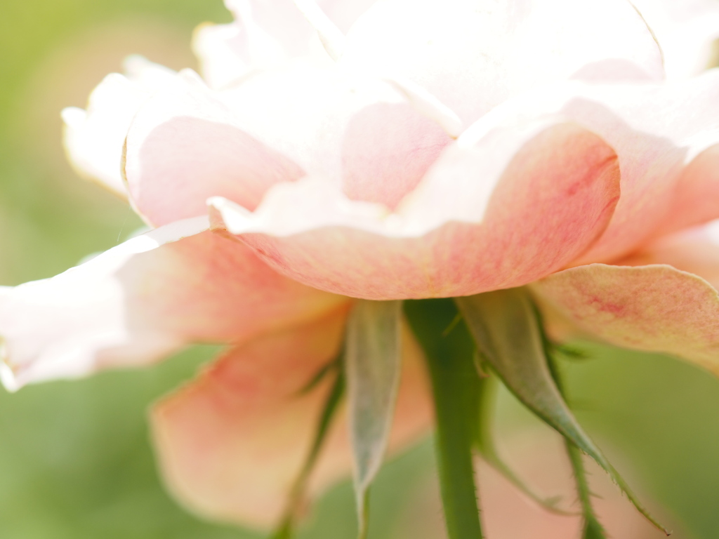 トーナメントオブローゼス