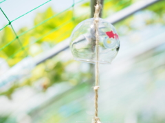 風鈴の中の金魚