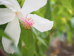ハイビスカス