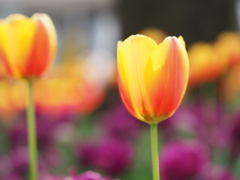チューリップ